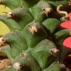 Euphorbia heteropodum