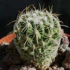 Collecion de antoniajesus