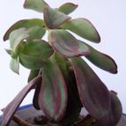 Collecion de antoniajesus