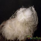 Collecion de antoniajesus