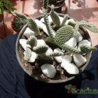 Collecion de antoniajesus