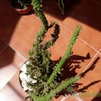 Collecion de antoniajesus