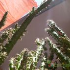 Collecion de antoniajesus