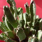 Collecion de antoniajesus