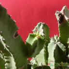 Collecion de antoniajesus