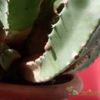 Collecion de antoniajesus