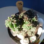 Collecion de antoniajesus
