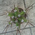 Collecion de aquiraul72yosy
