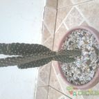 Collecion de ariel15
