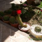 Collecion de ariel15