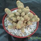 Collecion de ariel15