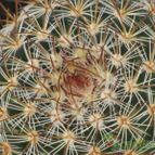 Collecion de arrene