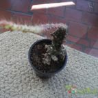 Collecion de avcarol