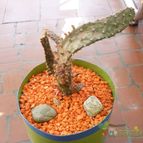 Collecion de avcarol