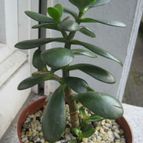 Collecion de barajo3k