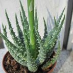 Aloe humilis  
