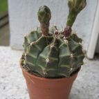 Collecion de barajo3k