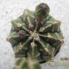 Collecion de barajo3k
