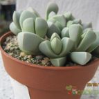 Collecion de barajo3k