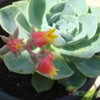 Collecion de because