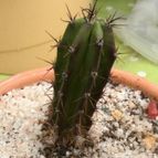 Collecion de because