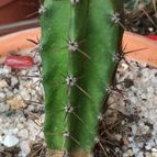 Collecion de because