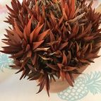 Collecion de because