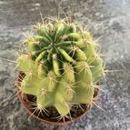 Collecion de because