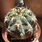 Collecion de because
