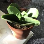 Collecion de because