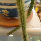 Collecion de because