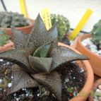 Collecion de because