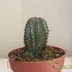 Collecion de because