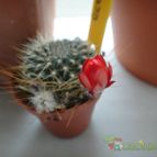 Collecion de because