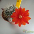 Collecion de because