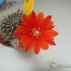 Collecion de because