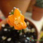 Collecion de because