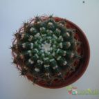 Collecion de because