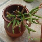 Collecion de because