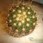Collecion de because