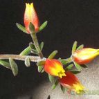 Echeveria X Set oliver (E. setosa x E. harmsii) (Hibrido)