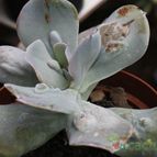 Collecion de bguerra088