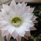Collecion de bguerra088