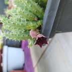 Collecion de bguerra088