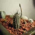 Collecion de billonder