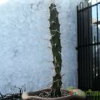Collecion de billy