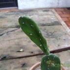 Collecion de billy