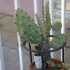 Collecion de billy