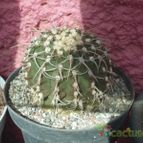 Collecion de biznago24