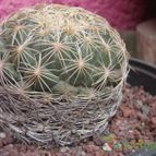 Collecion de biznago24
